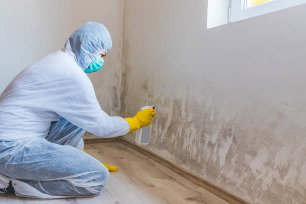 Licensed Black Mold Remediation service in New Berlin, IL - Car Mold Remediation