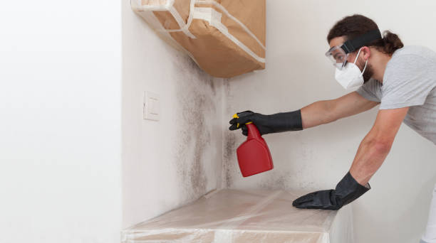 Professional Black Mold Remediation technician working in New Berlin, IL