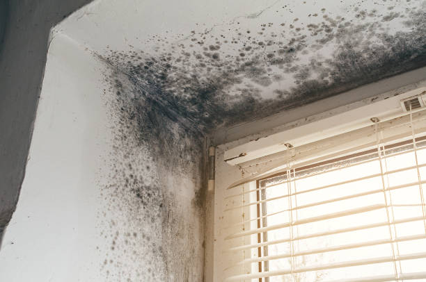Affordable Black Mold Remediation solutions in New Berlin, IL